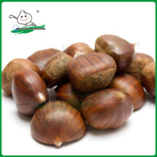 Wholesale chestnut /Horse chestnut/Chestnut from fty
